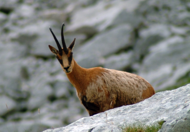 Camoscio d''Abruzzo Rupicapra pyrenaica ornata